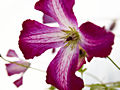 Clematis Walenburg IMG_4310 Powojnik